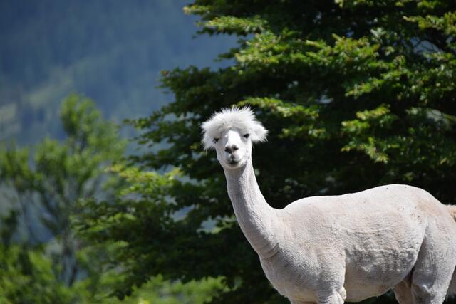Im Kaisergebirge | Foto: Erwin Hartmann