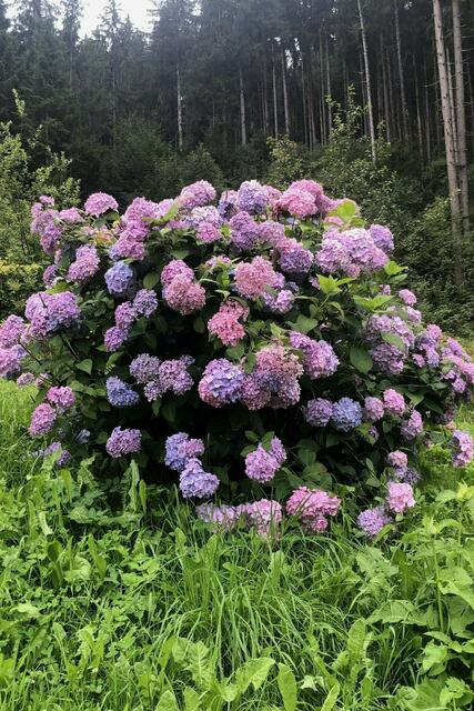 Mühlbach/Bicheln | Foto: Hanspeter Lechner