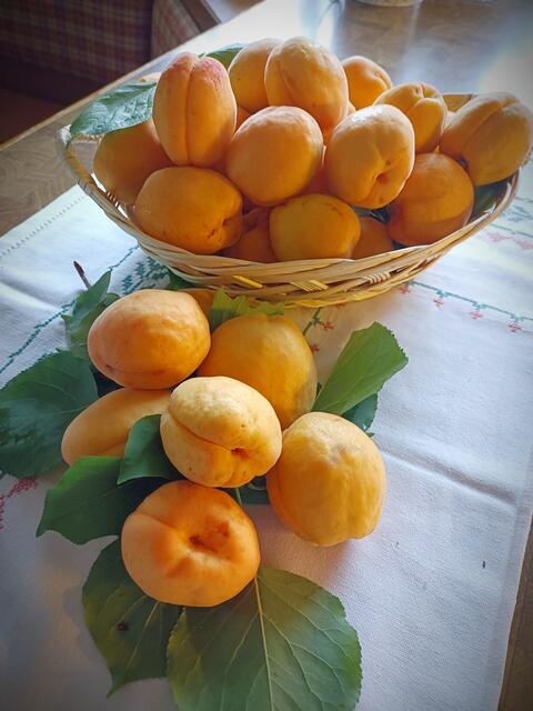 Unsere Marillenernte in Göstling/Ybbs ist sehr gut ausgefallen! 
Da gab es dann auch gleich Knödel, Kuchen und Marmelade!  | Foto: Eva Blamauer
