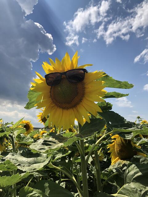 Jetzt blühen die Sonnenblumen überall bei uns in der Gegend und zeigen uns die Schönheit der Natur. Lächeln Sie doch einfach zurück. | Foto: Alexandra Goll