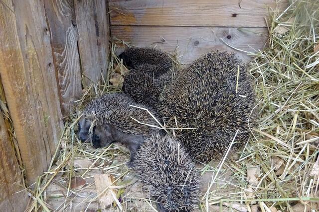 Im Hasenstall fanden die Igel einen sicheren Unterschlupf. | Foto: BRS/Pointinger
