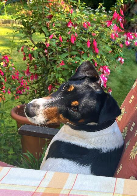 ... passt genau auf was bei Tisch gesprochen wird, außerdem setzt er sich richtig ins Bild wenn er merkt dass man ihn fotografiert, ich mag ihn!

 | Foto: Franz Dörr