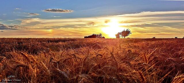 Abendstimmung im Getreidefeld.