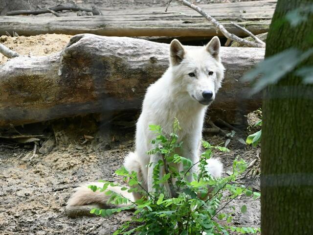Arktischer Wolf, Tiergarten Schönbrunn
