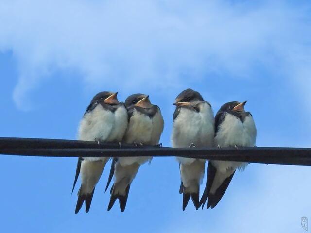 Kinderstube der Rauchschwalben. Die Eier für die nächste Brut werden schon bebrütet.
 | Foto: Josef Glaser