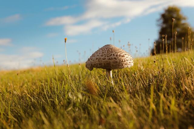 Nach langer Hitze und etwas Regen wieder bereit für a gute Mahlzeit  | Foto: Plattner Peter 