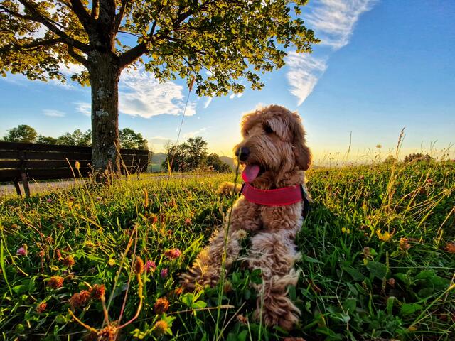 Hund rastet, Abendsonne am Kerschenberg, Reinsberg | Foto: Christian Hahn