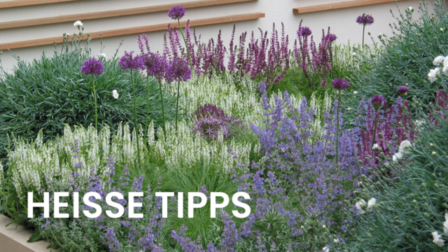 Kleinbleibende Bäume oder Sträucher sowie nicht allzu wuchskräftige Kletterpflanzen bieten einen schönen Blickfang. | Foto: „Natur im Garten“ / M. Benes-Oeller