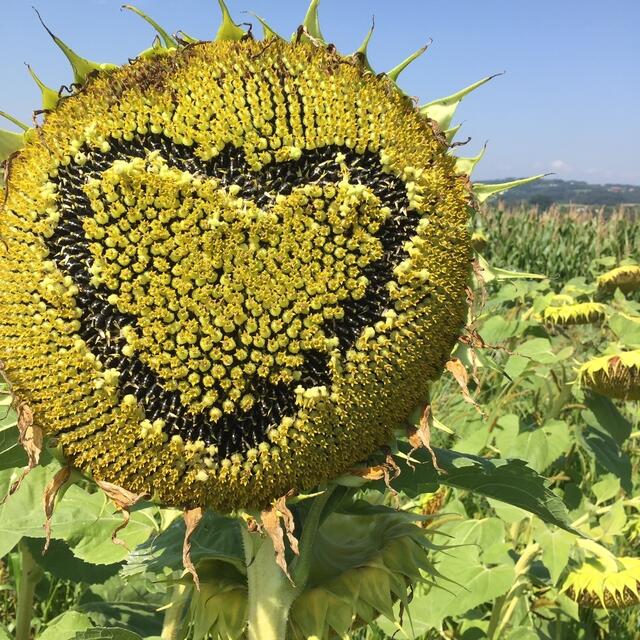 Ganz "besondere" Sonnenblumen wachsen am Waldinger Mursberg.