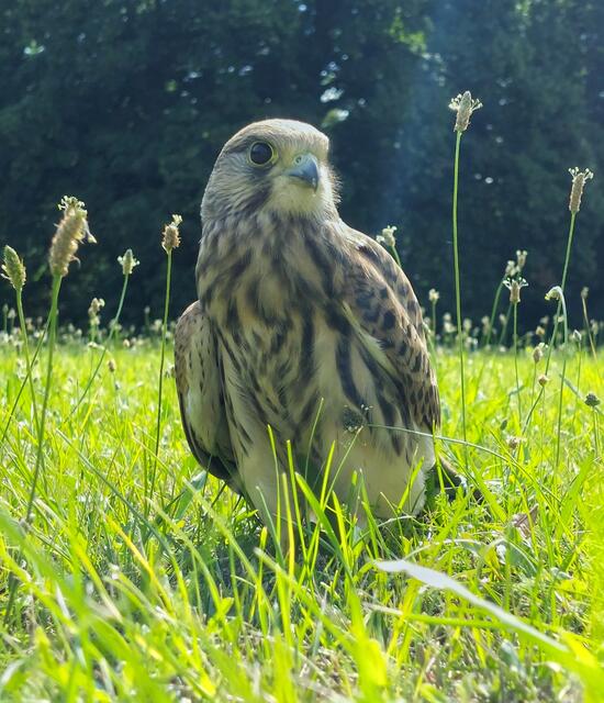 TURMFALKE 
@renatahfoto