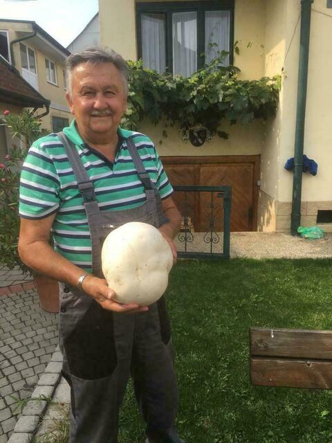 Riesenbovist aus Horitschoner Weingarten