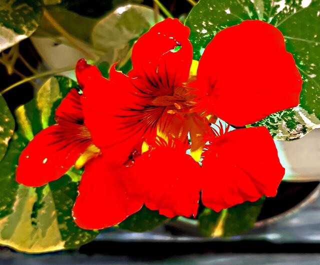 Große Kapuziner Kresse