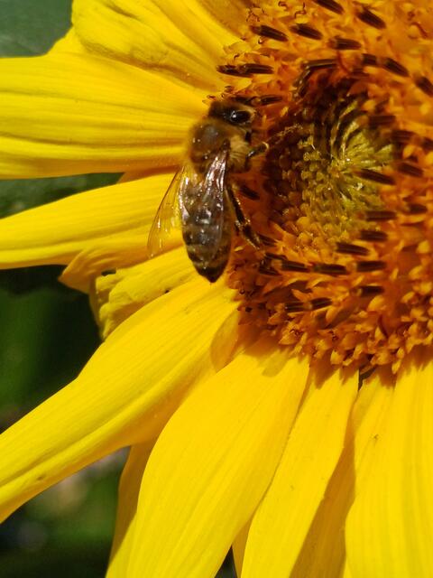 ERNTEZEIT AM RASTPLATZ  | Foto: EBERHARD ISKRATSCH 