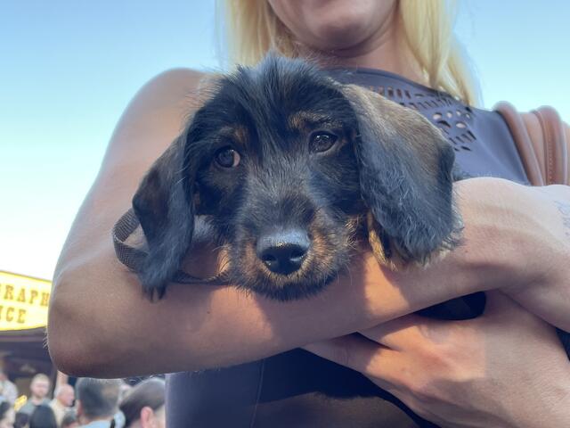 Seit kurzem ist er Teil der Kalcsics-Tierfamilie, der kleine "Ferdl" (eigentlich Ferdinand) und durfte einerseits bereits der RegionalMedien Büro in Oberwart kennenlernen und auch bereits erste Westernluft schnuppern. Der vierbeinige Liebling kann mit dem Blick wohl "kein Wässerchen trüben" oder? | Foto: Michael Strini