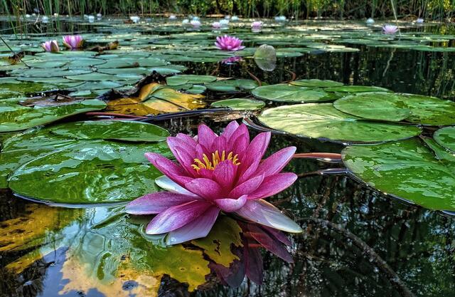Seerosen am Längsee