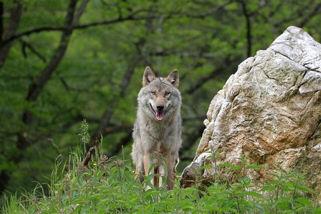 In der Steiermark wird bereits seit längerer Zeit eine Wolfsverordnung – mit Entnahme von Problemtieren – gefordert. | Foto: Pixabay