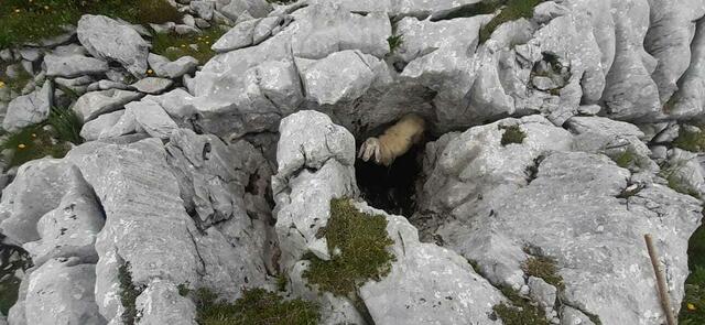 Viele der Schafe und Lämmer sind seit den Wolfsangriffen verunsichert und nur mehr schwer oder gar nicht auffindbar. | Foto: Petersmann