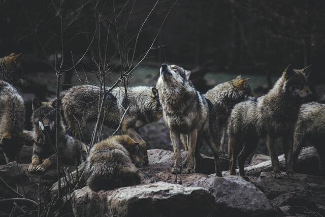 Wolfsrudel haben sich in der Steiermark noch nicht gebildet, die Population nimmt dennoch zu. | Foto: unsplash/Thomas Bonometti