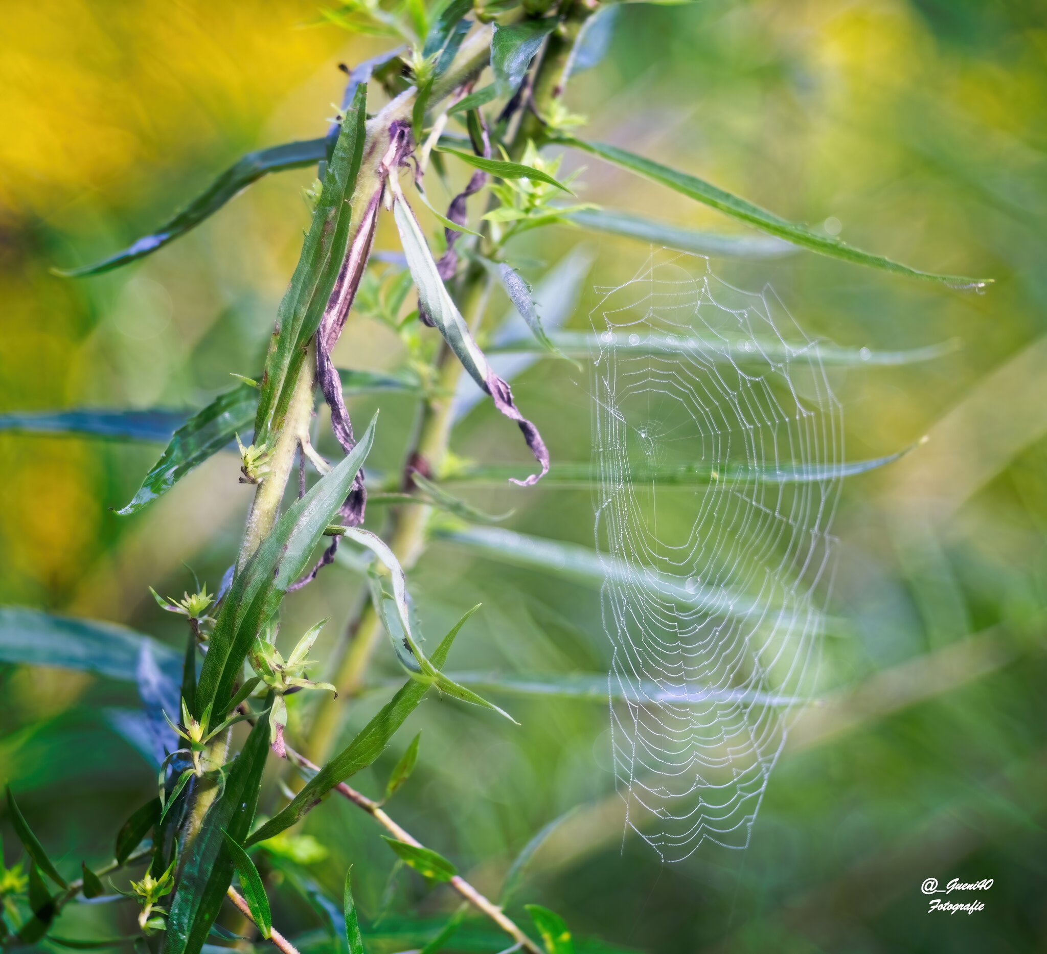 durch unsere schöne Natur.........: Das Spinnennetz mal etwas anders ...