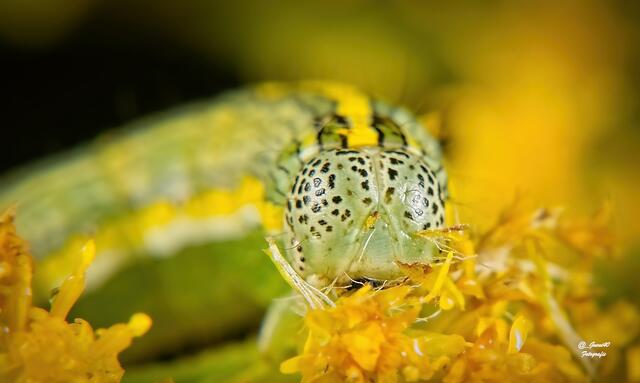 .......ganz nah ran kam sie .....