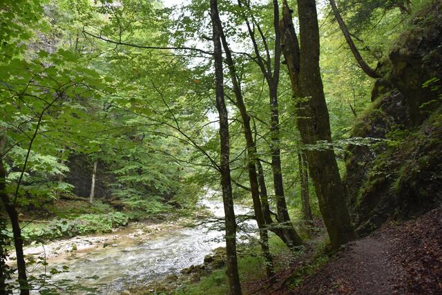 Unterwegs zum Trefflingfall im Naturpark Ötscher-Tormäuer | Foto: Roland Mayr