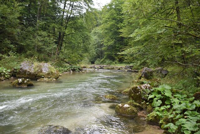 Unterwegs zum Trefflingfall im Naturpark Ötscher-Tormäuer | Foto: Roland Mayr