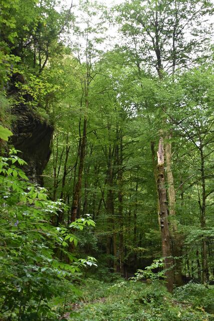 Unterwegs zum Trefflingfall im Naturpark Ötscher-Tormäuer | Foto: Roland Mayr