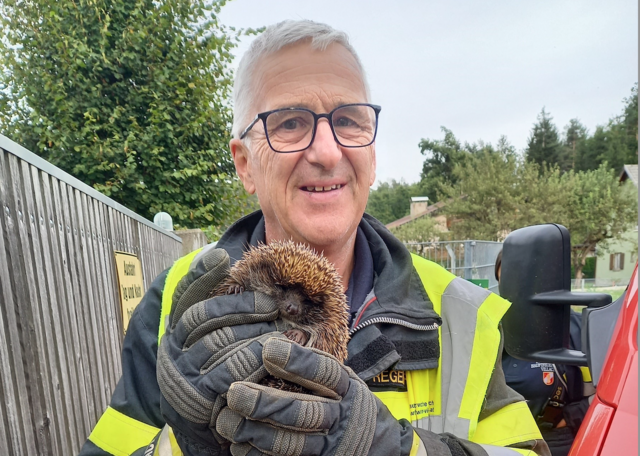 Der kleine Igel konnte gerettet werden.  | Foto: HFW Villach