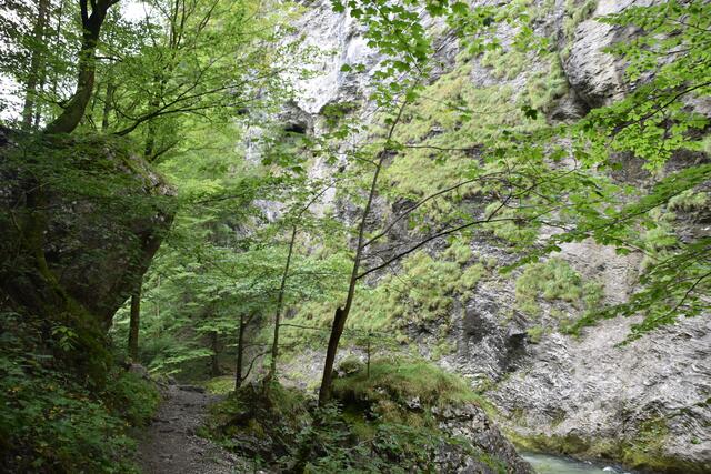 Unterwegs zum Trefflingfall im Naturpark Ötscher-Tormäuer | Foto: Roland Mayr
