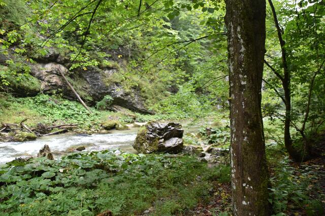 Unterwegs zum Trefflingfall im Naturpark Ötscher-Tormäuer | Foto: Roland Mayr