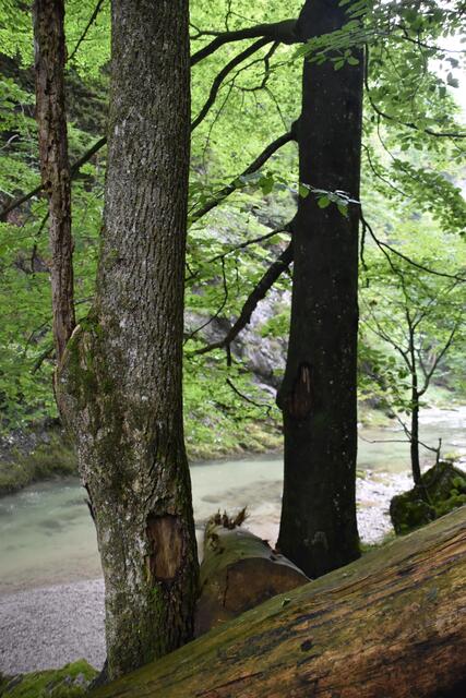 Unterwegs zum Trefflingfall im Naturpark Ötscher-Tormäuer | Foto: Roland Mayr