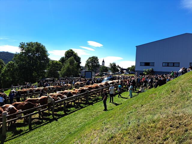 65 Stück Vieh wurde angeboten. | Foto: Eva Reindl