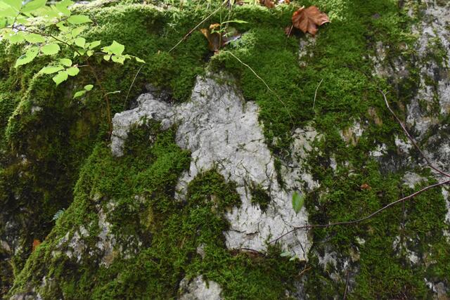 Unterwegs zum Trefflingfall im Naturpark Ötscher-Tormäuer | Foto: Roland Mayr
