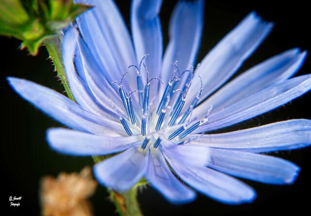 .....immer schön,wenn sie sich so öffnen .....