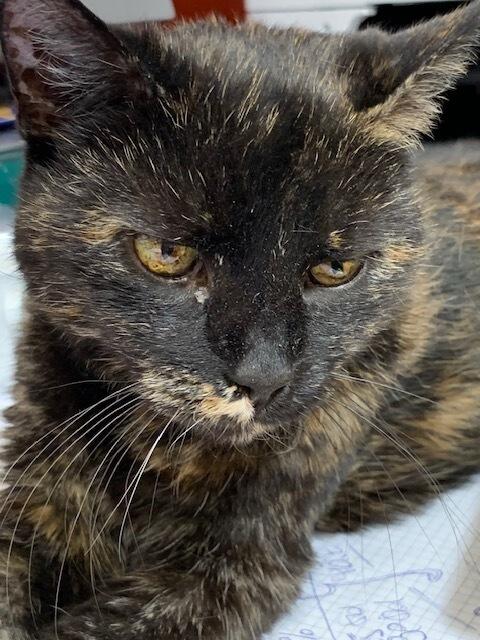 Schildpattkatze Daisy wurde bei Erika fast 20 Jahre alt. | Foto: Bischof