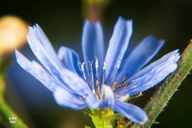 ......sie brauchen noch etwas Sonne ....