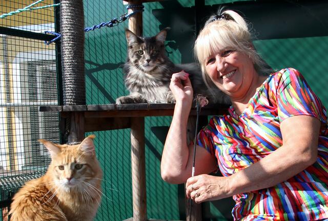 Erika Bischof kann sich ein Leben ohne Katzen nicht mehr vorstellen und bietet ihren fünf haarigen Mitbewohnern ein artgerechtes Umfeld. | Foto: Friedrich Doppelmair