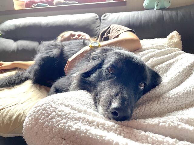 An die Kremser Hundebesitzer: Wir wollen deinen Vierbeiner sehen und Tipps zur Hundehaltung von dir hören! | Foto: cf
