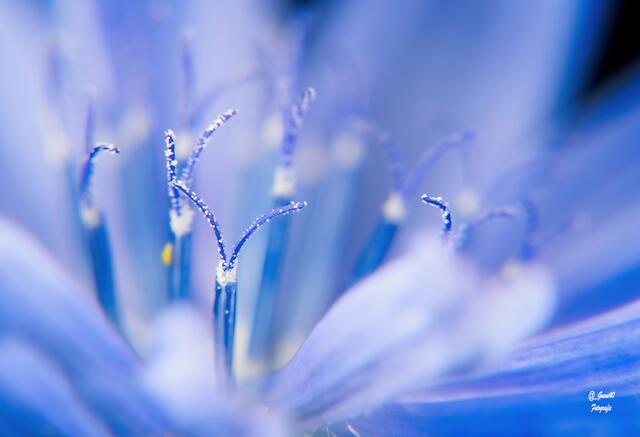 ........ein kleiner Schärfebereich .....