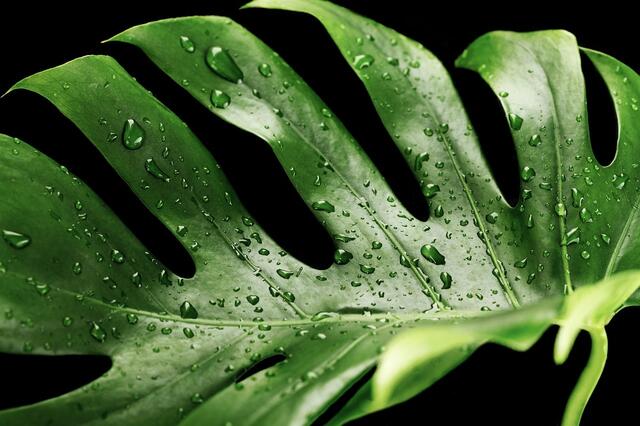 Eine der beliebtesten Hydrokulturpflanzen: die Monstera-Pflanze. | Foto: Pixabay/Nika_Akin (Symbolbild)