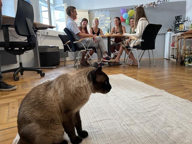 Das neue Büro muss sich die "Plattform Asyl" hin und wieder mit der Nachbarkatze teilen.  | Foto: Lisa Kropiunig