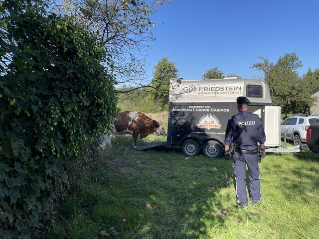 Langsam mit aller Ruhe wurde die Kuh in den Anhänger verladen. | Foto: Martina Schweller 