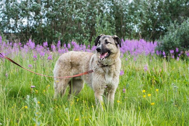Nicht überall musst du deinen Hund an der Leine führen. | Foto: Symbolbild/Pixabay
