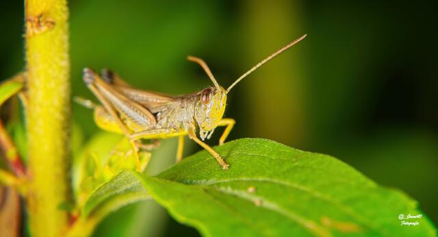 ........servus Güni .....