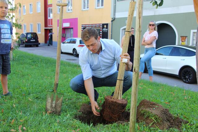 Baumpate: Landesrat Stefan Kaineder setzt seinen Apfelbaum am Kirchenplatz. | Foto: Staudinger