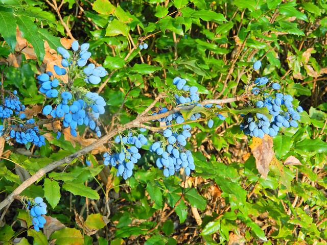 Mahonie ( blüht gelb )