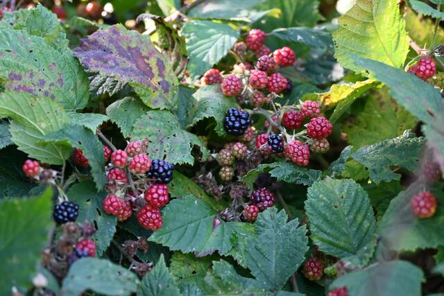 Brombeeren