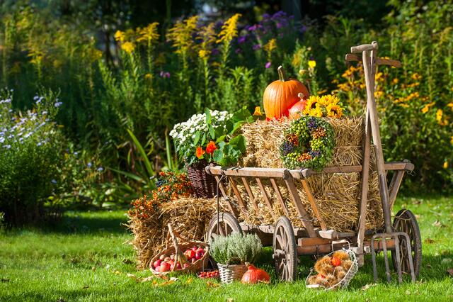 In St. Oswald wird Erntedank gefeiert.  | Foto: stock.adobe.com - DoraZett