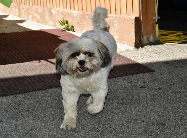 Der Familienhund der Familie Posch | Foto: Cherelle Marek