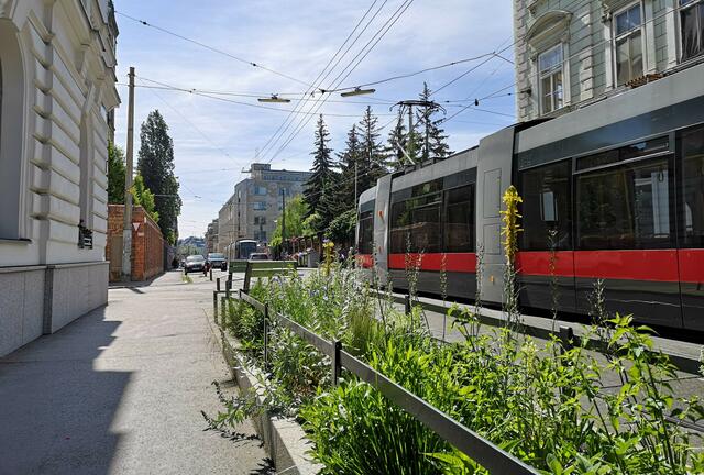 Im Bereich Martinstraße bis Eduardgasse auf der Kreuzgasse werden Parkplätze aufgelassen. Durch schlecht abgestellte Fahrzeuge würde es immer wieder zu Blockaden der Straßenbahn kommen, argumentiert die Bezirksvorstehung das Vorhaben. | Foto: BV18